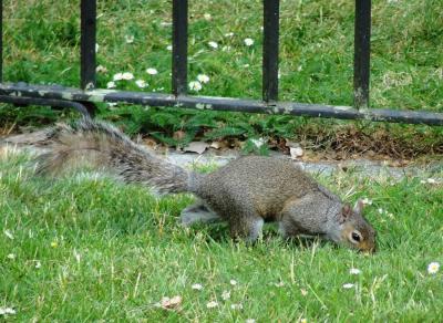 <i>Sciurus carolinensis</i>