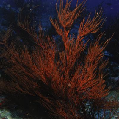 Hawaiian Black Coral (3 of 3)