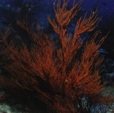 Hawaiian Black Coral (3 of 3)
