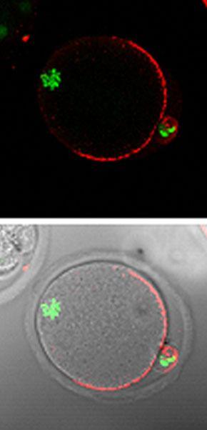 Cell-Surface Discovery May Fundamentally Transform Cancer Treatment