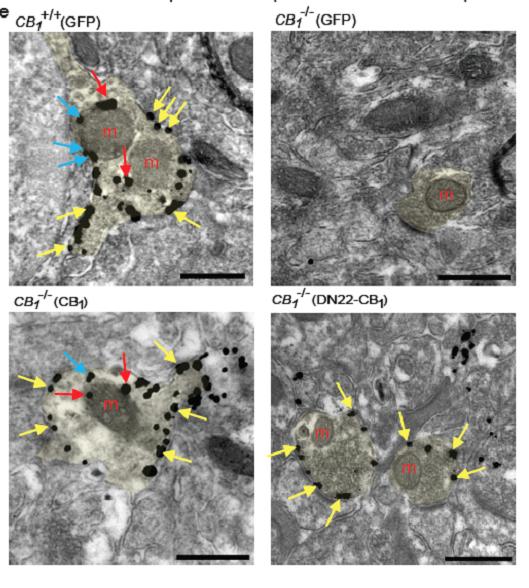 CB1 Cannabinoid Receptor in the Mitochondria