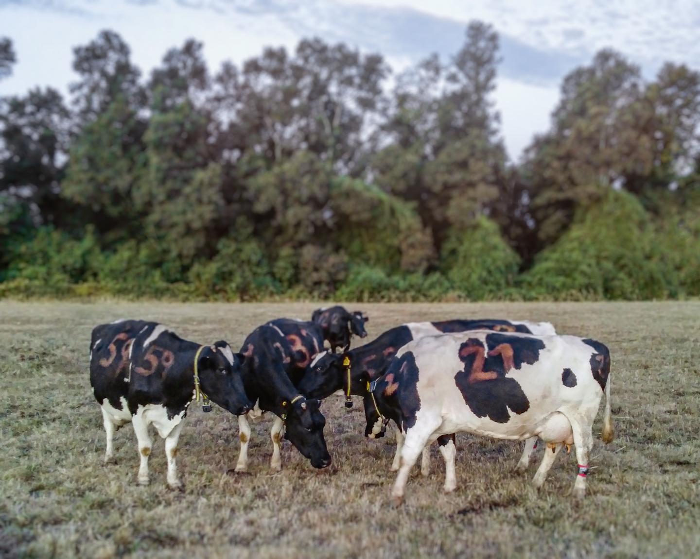 Dairy Cows