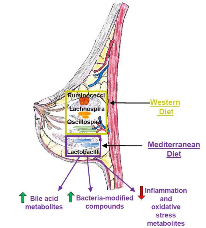 Mediterranean Diet Affects Mammal Breast Microbiome