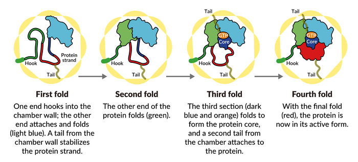 Protein Folding Steps