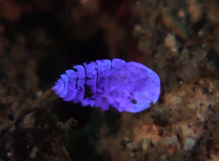 Tiny Sea Sapphires' Iridescence