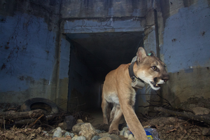 Mountain lion exiting tunnel