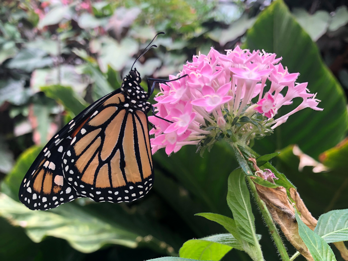 Monarch butterfly (Danaus plexippus) on a milkweed plant