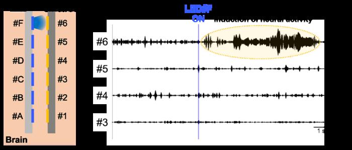 Fig. 3 Recording of neural activity in the mouse brain induced by LED light stimulation at a specific site.