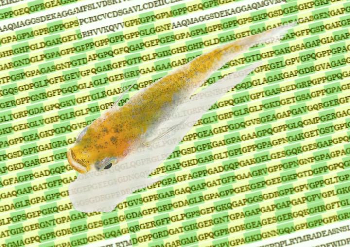 Medaka Embryos, Cell Stress, and UPR