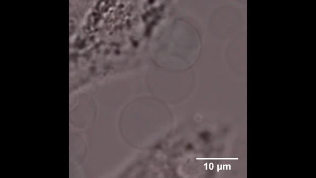 Color Reaction Shows Functionality