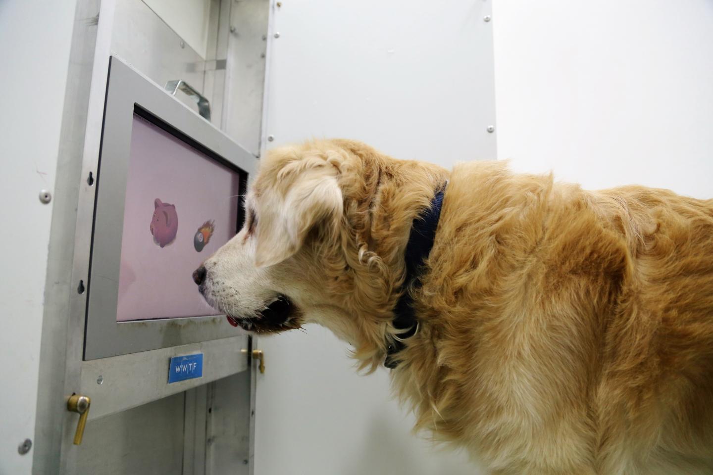 Old Dog in Front of Touchscreen