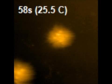 TC-HS-AFM Analysis of Microgels