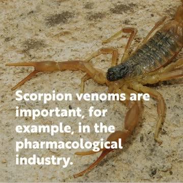 Research Explores the Benefits of Scorpions and Venom