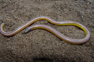 Barkersfield Legless Lizard