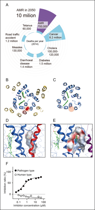 Rational design of antibiotics based on the structural differences in HCOs.