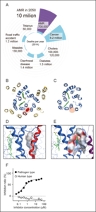 Rational design of antibiotics based on the structural differences in HCOs.