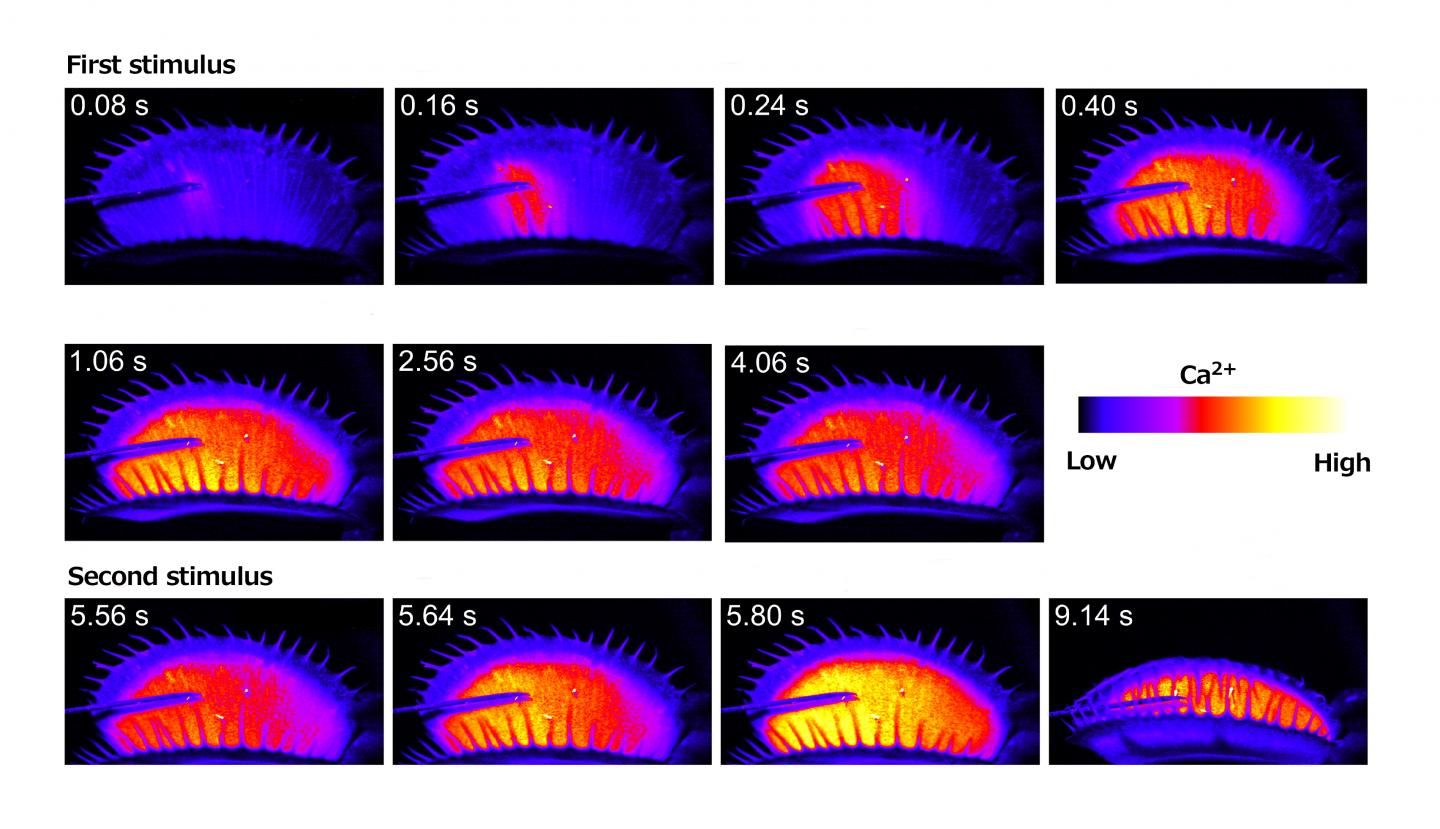 The changes Intracellular calcium concentration of the Venus flytrap