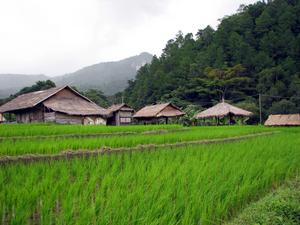 Rice fields in Thailand