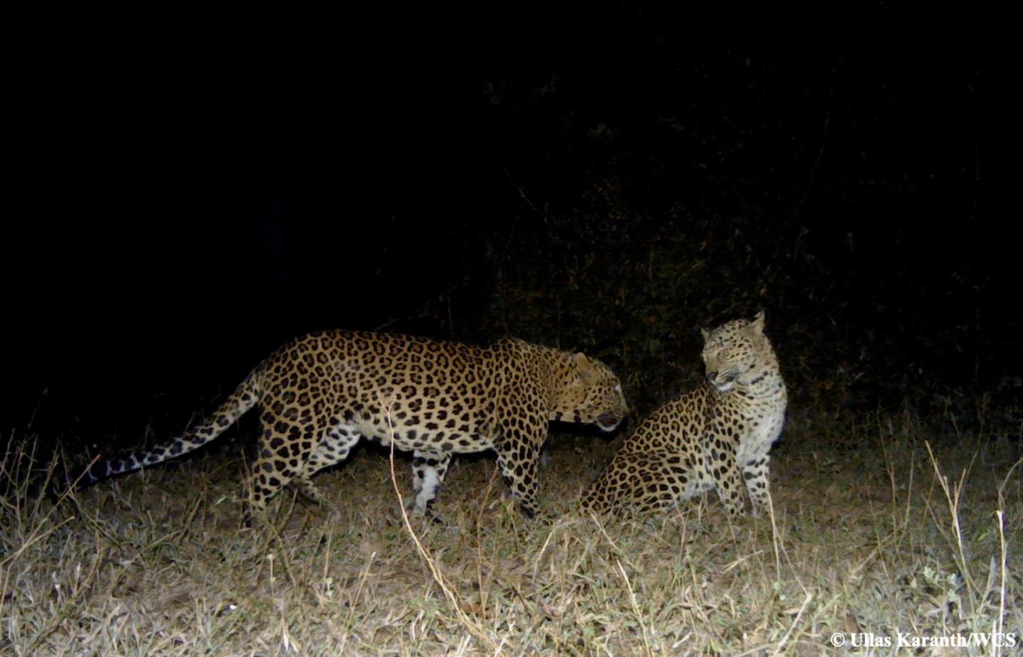 Courting Leopards