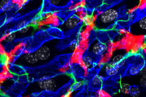 Interaction between Kupffer, stellate and endothelial cells in the liver.