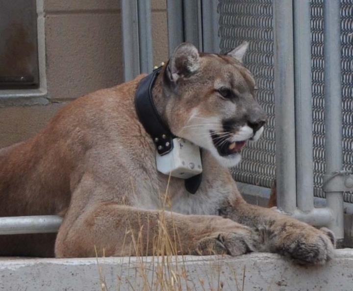 Cheetahs and Pumas Strike a Balance to Hunt ( EurekAlert!