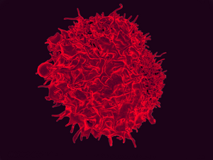 T lymphocyte.