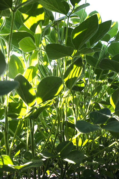 Light in Soybean Canopy