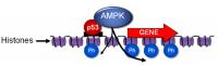 AMPK in Cell Nucleus