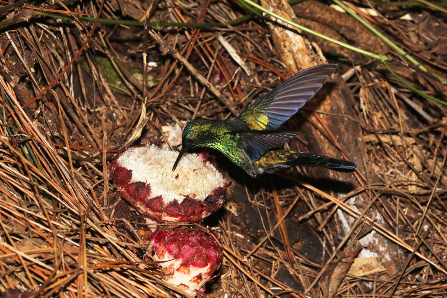 Woodnymph Hummingbird