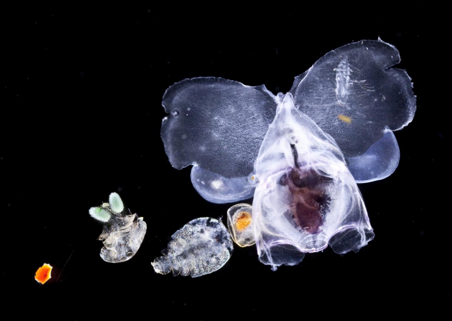 Small Zooplanktonic Animals