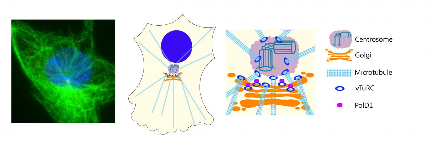 Illustration Microtubules Anchored by Γturcs at Centrosomes and the Golgi Apparatus