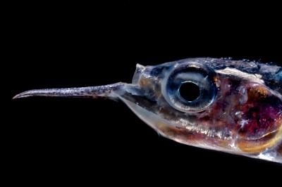 Mesopelagic Fish
