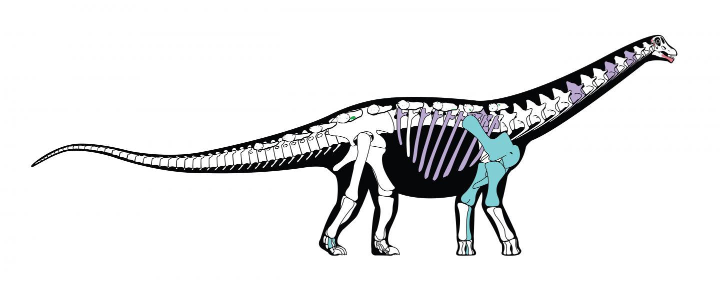 Mansourasaurus Skeletal Reconstruction