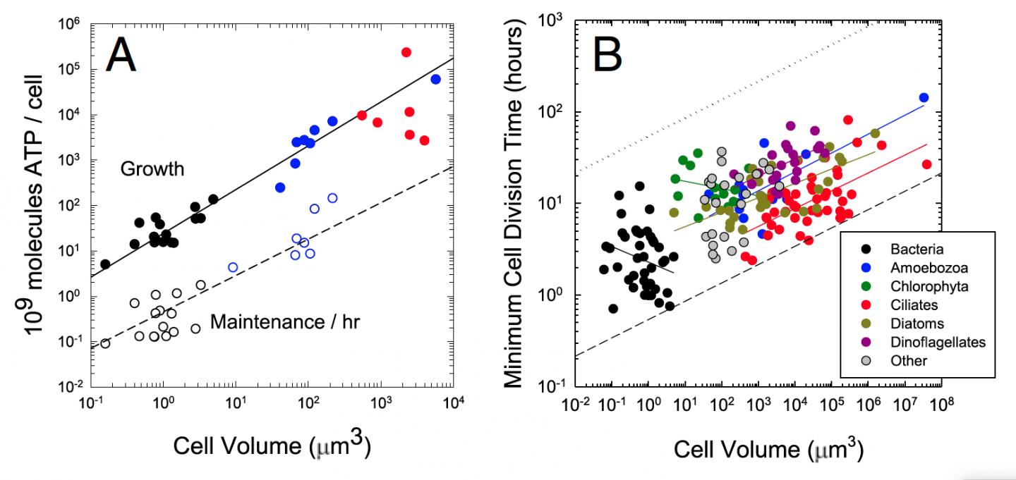 Bioenergetic Cost of a Cell Chart