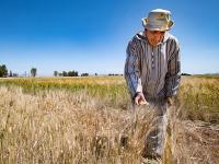 Farmer in wheat