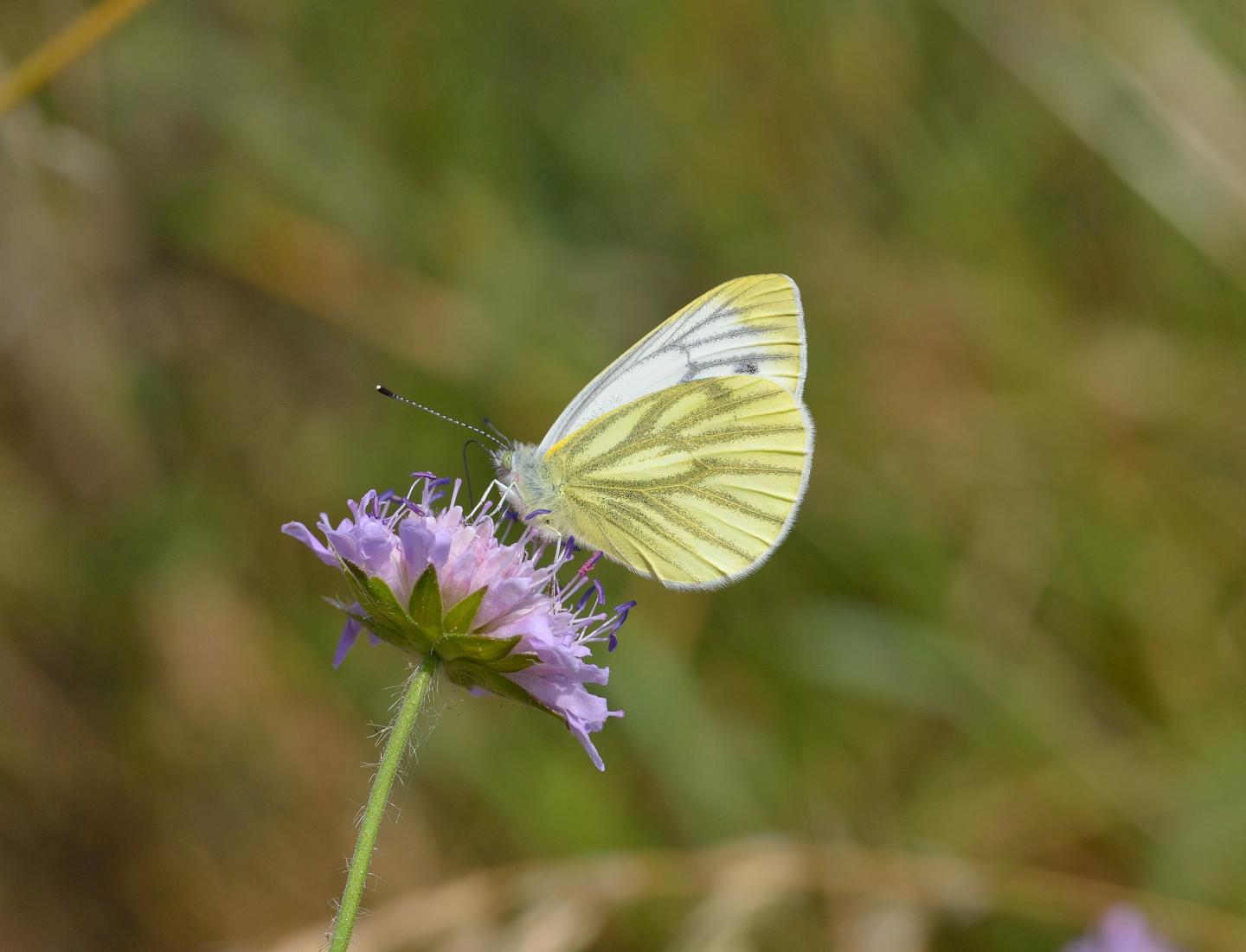 Green veGreen Veined White Butterflyined white butterfly