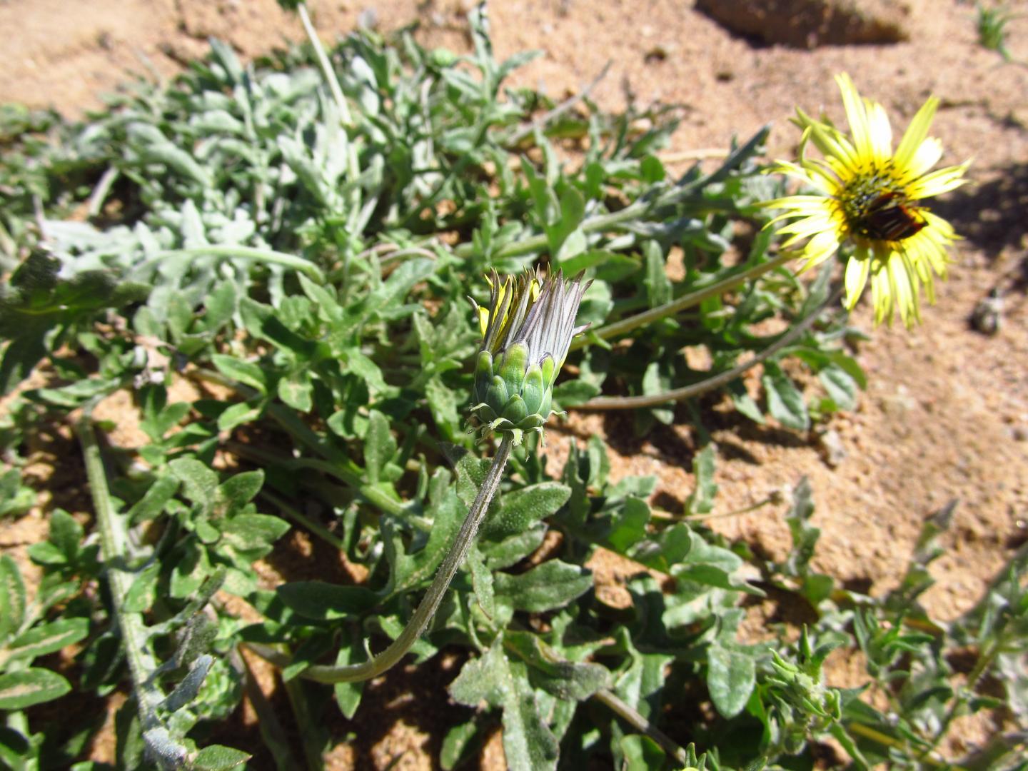 Closed and Open <em>Arcotheca Calendula</em>