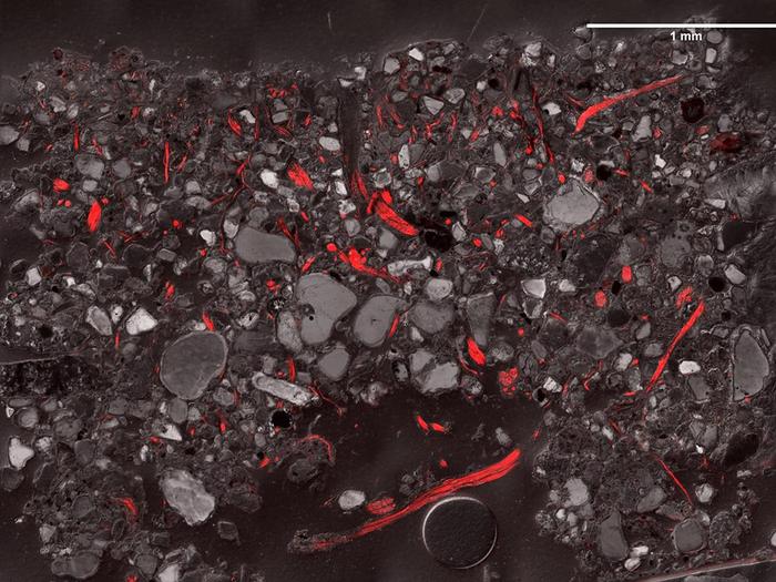 A cross-section of biocrust