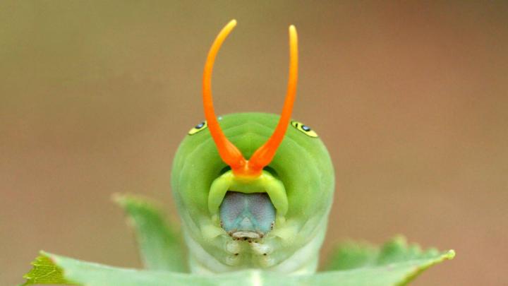 The Eastern Tiger Swallowtail Caterpillar