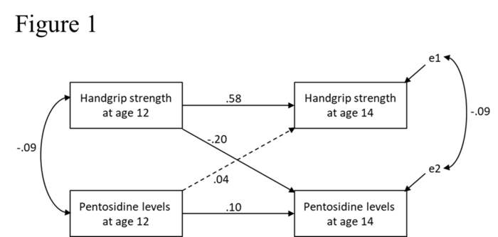 Cross-lagged panel model showing the direction of association between handgrip strength and pentosidine levels.