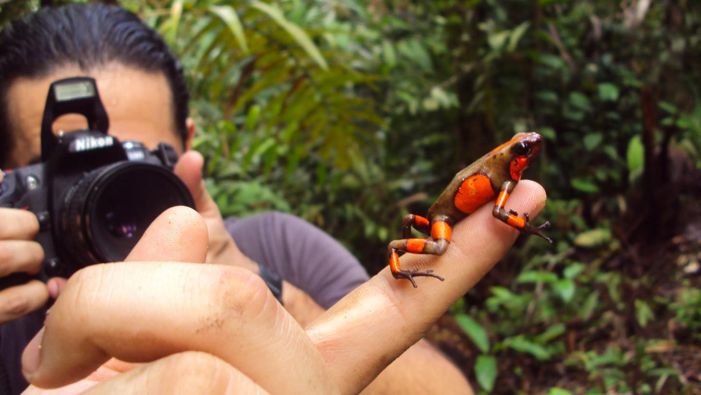 Andrés Posso-Terranova Photographing Frogs