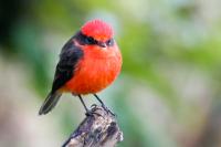 A Gal&aacute;pagos Vermilion Flycatcher on Isabela Island, Gal&aacute;pagos