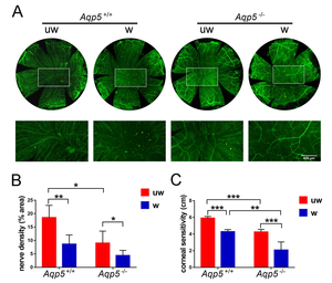 Aquaporin 5 (AQP5) deficiency can affect corneal nerve regeneration and the recovery of corneal sensitivity.