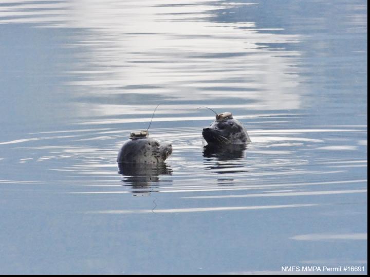 Mapping Oregon Coast Harbor Seal Movements Using Wearable Devices