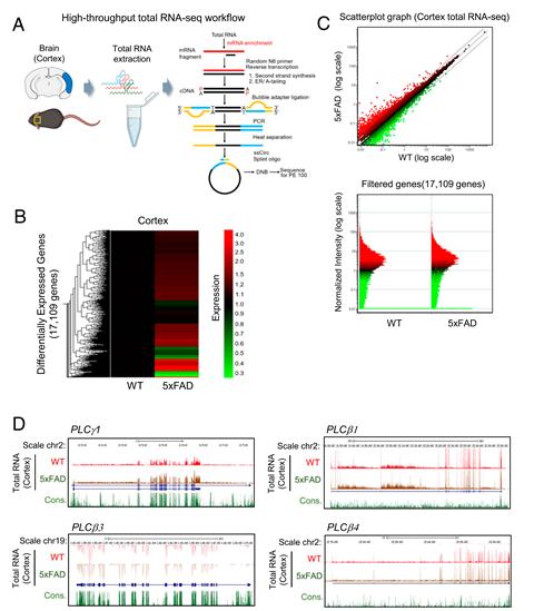 High-throughput total RNA-seq profile for PLC&gamma;1 and PLC&beta; subfamily gene expression in the cortex