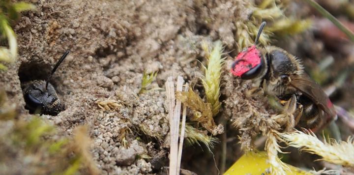 Lasioglossum baleicum (sweat bees)