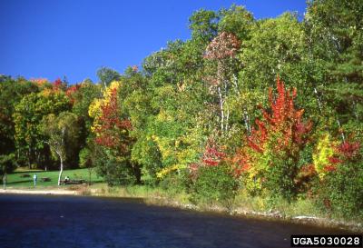 Five Factors Influencing Forests