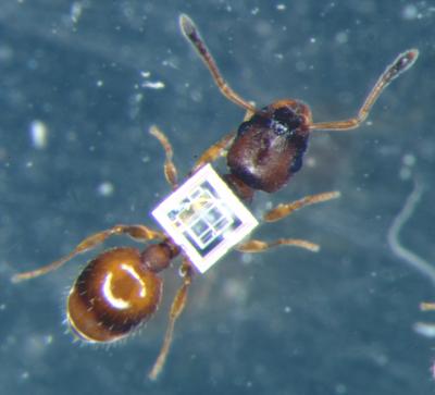A Rock Ant with Microtransponder Attached