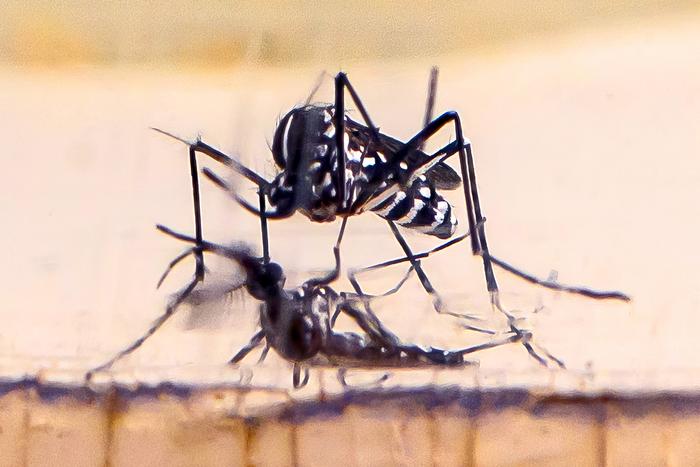 Mating mosquitoes