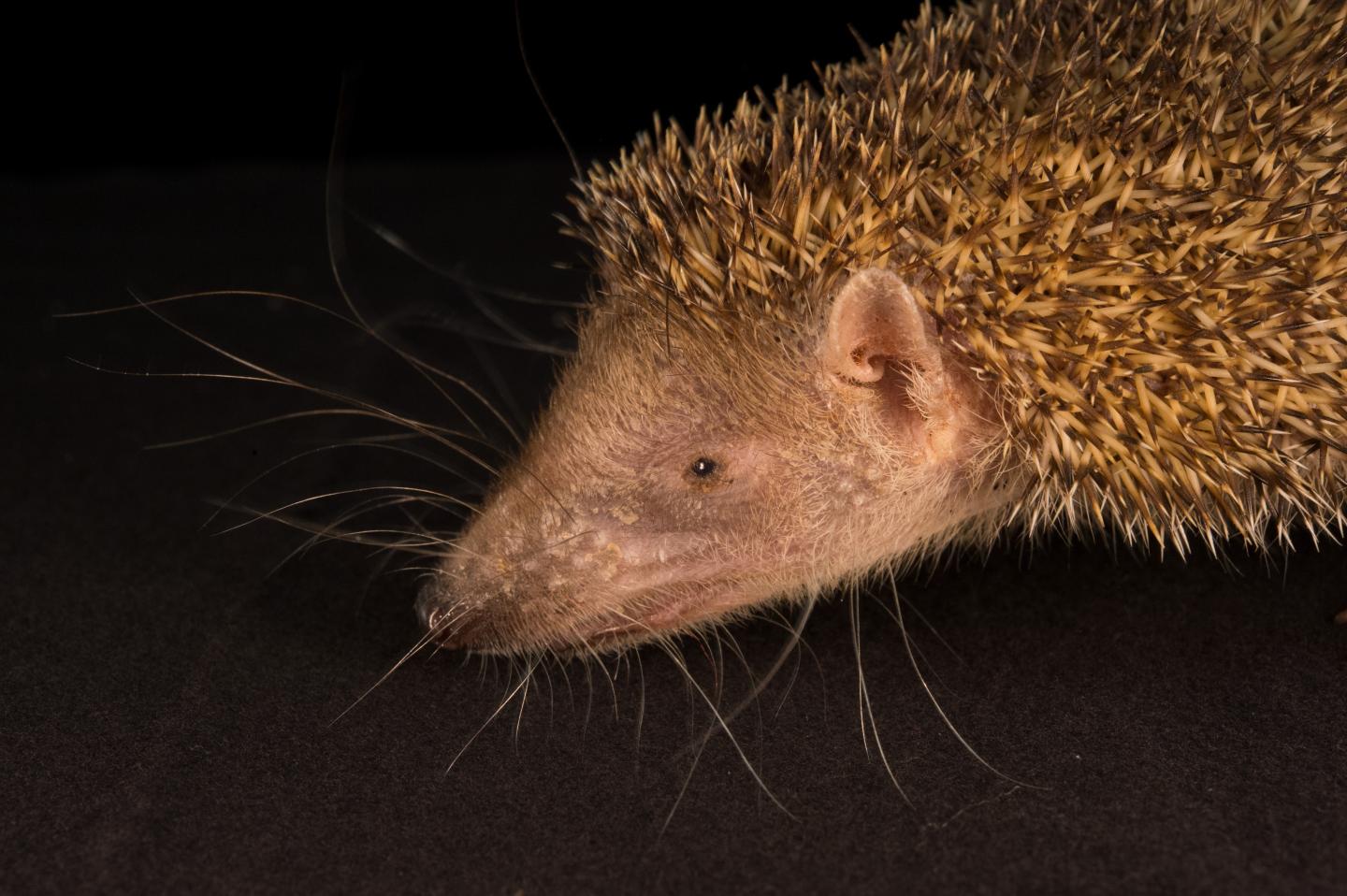 Tenrec